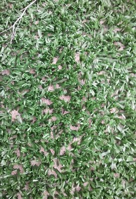 14mm ارتفاع انبار تراکم بالا مقاومت UV تنیس چمن مصنوعی برای ورزش های چند وظیفتی در فضای باز